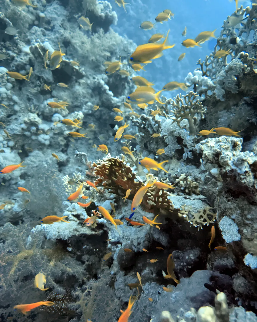 Anthias shoal: Turning together against the current