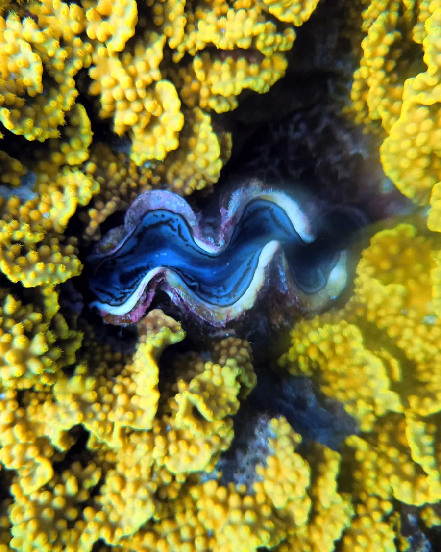 Giant clam: The blue and violet pattern of its mantle