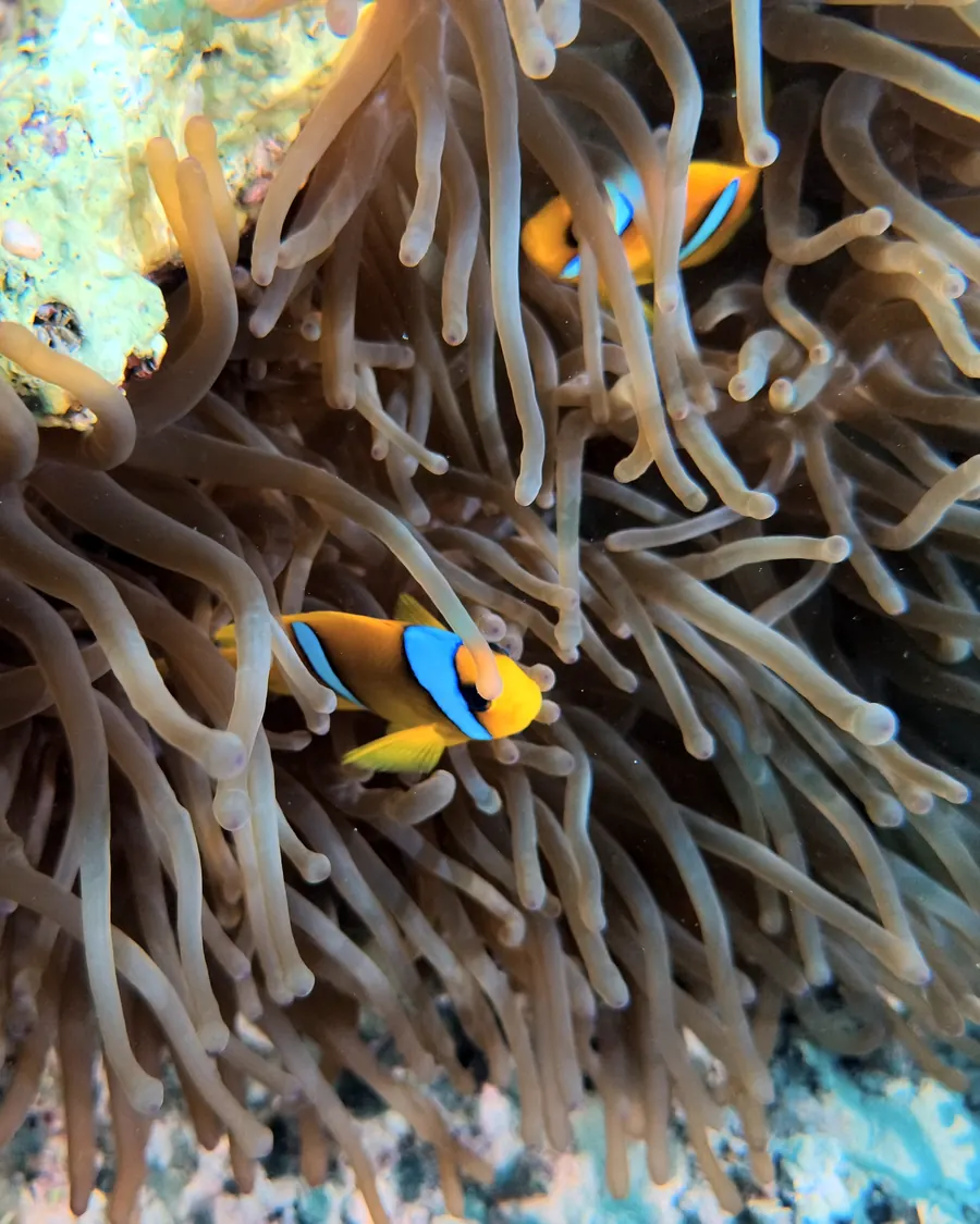 Anemonefish: Lives together with its anemone