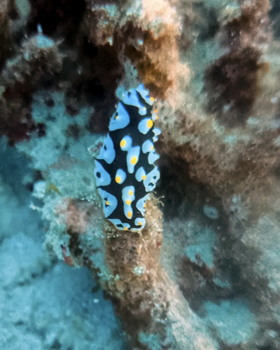 Nudibranch: A sea slug only a few centimetres long