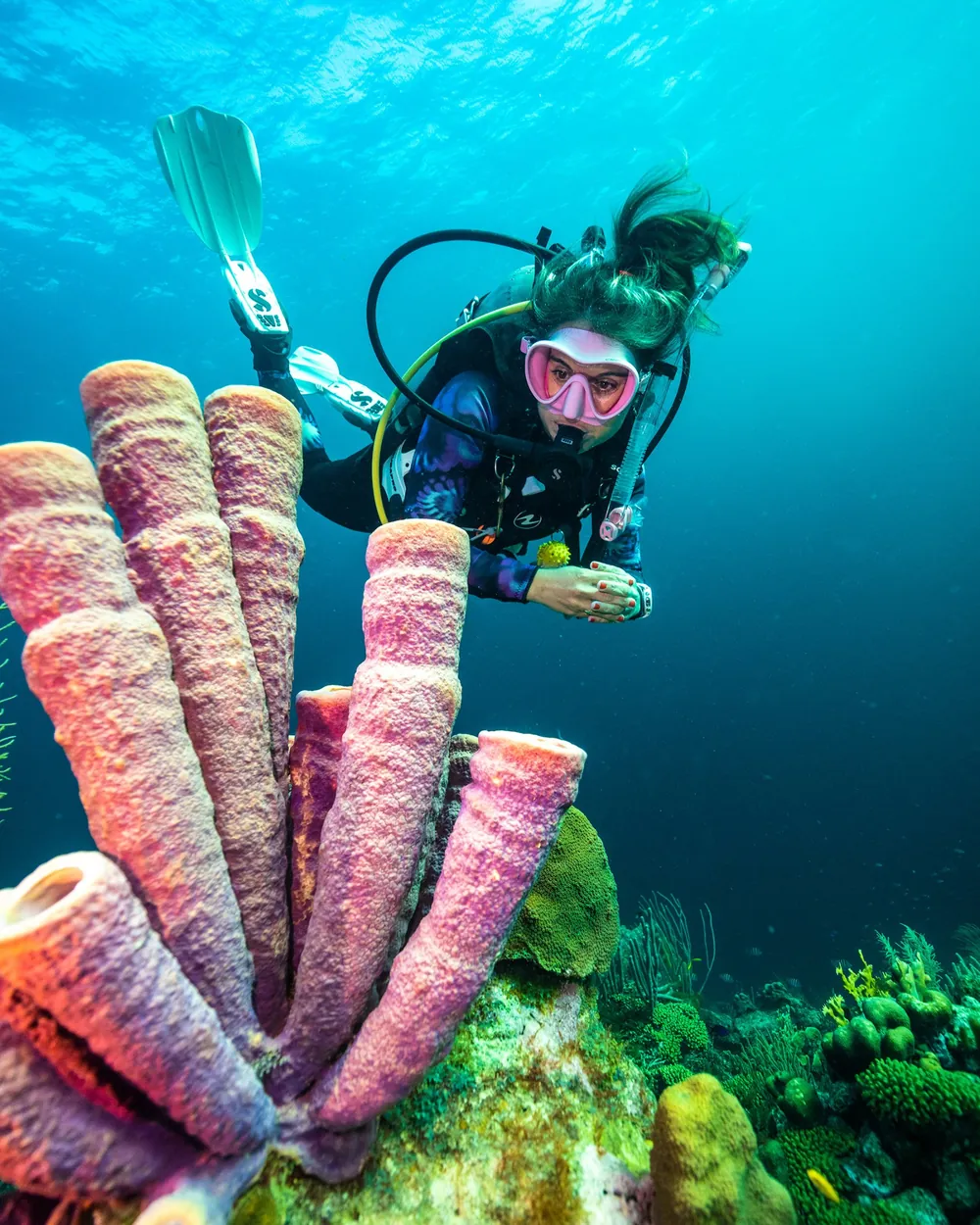 A diver looking closely at purple tube sponges