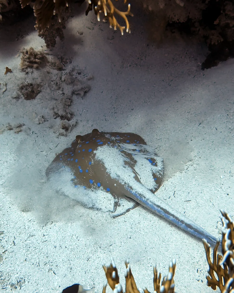 Stingray: Almost invisible in the sand