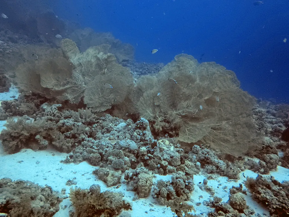 A reef covered in sea fans in blue water