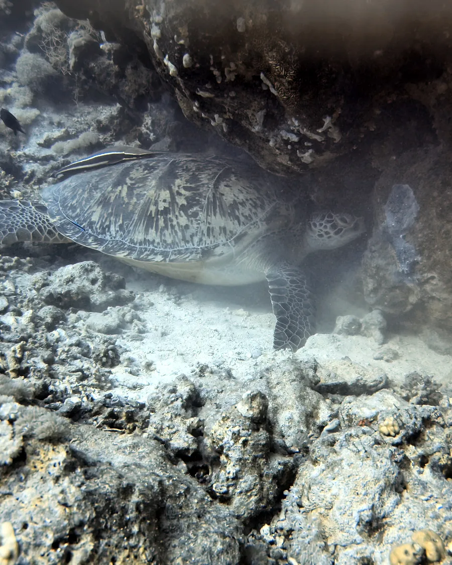 Sea turtle: Resting under a ledge